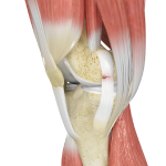 Ligament Injuries