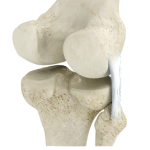 Posterolateral Corner Reconstruction